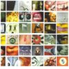 Pearl Jam No Code