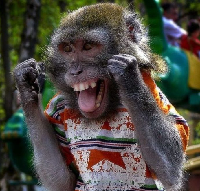 Funny monkey e1562013363374